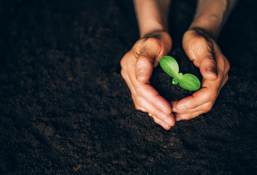 Two hands are cupped around a tiny green sprout emerging from black dirt